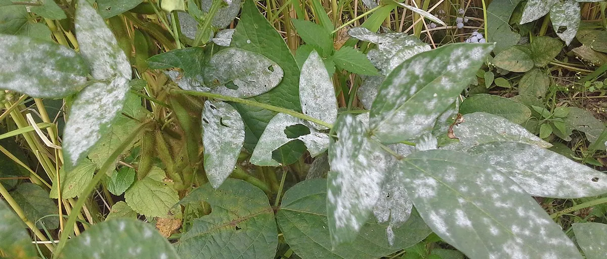 Searles Control Powdery Mildew on plants and vegetables